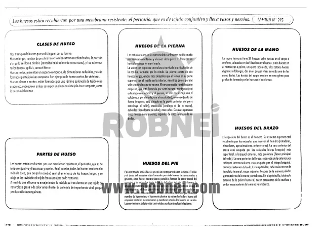 FUNCION-DE-LOCOMOCION-DEL-SISTEMA-OSEO 